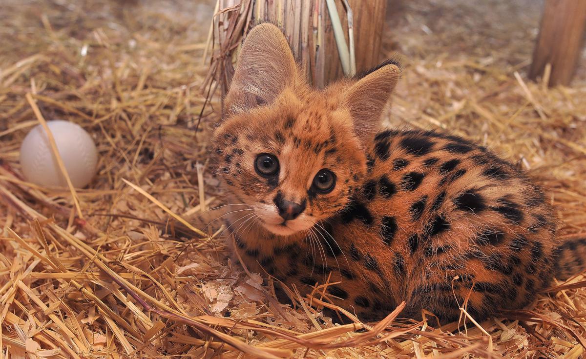 Serval kitten scampers in Attleboro's Capron Park Zoo Local News