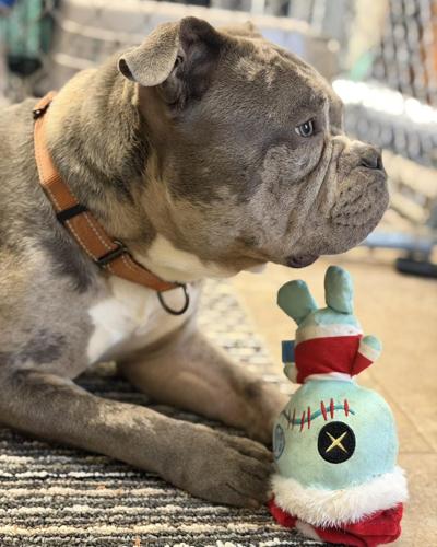 Sweet Ralph, the dog found wandering at outlet mall, is going to a new ...