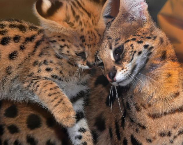 Serval kitten scampers in Attleboro's Capron Park Zoo Local News