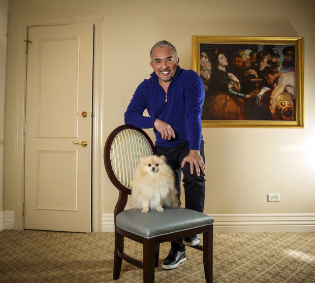 Letting your dog sleep top in your bed cesar millan