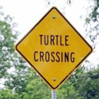 Turtle Crossing Signs In Foxboro Have Been Stolen Twice In Last 2 Years Local News Thesunchronicle Com Turtle Crossing Signs In Foxboro Have Been Stolen Twice In Last 2 Years Local News Thesunchronicle Com