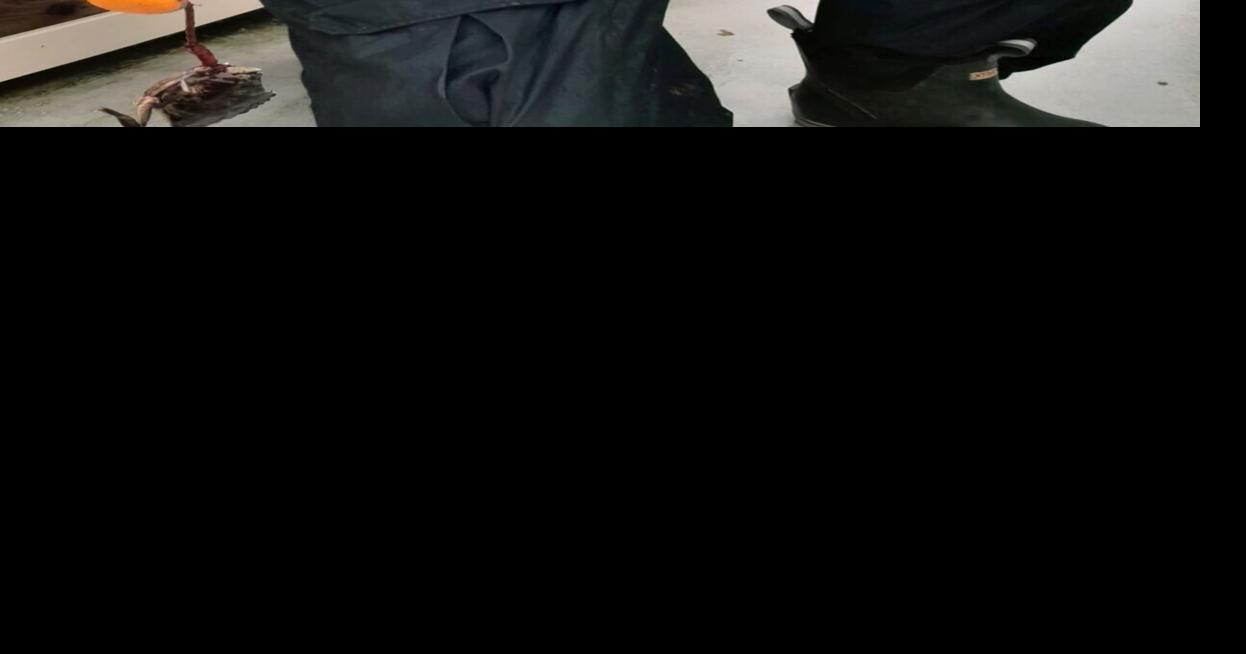 Dave Monti to explore wind farm cable run to Brayton Point Local Sports