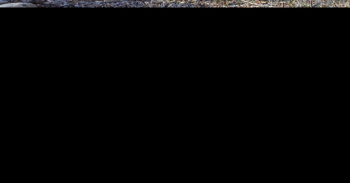 Attleboro Land Trust is offering Earth Week events Local News