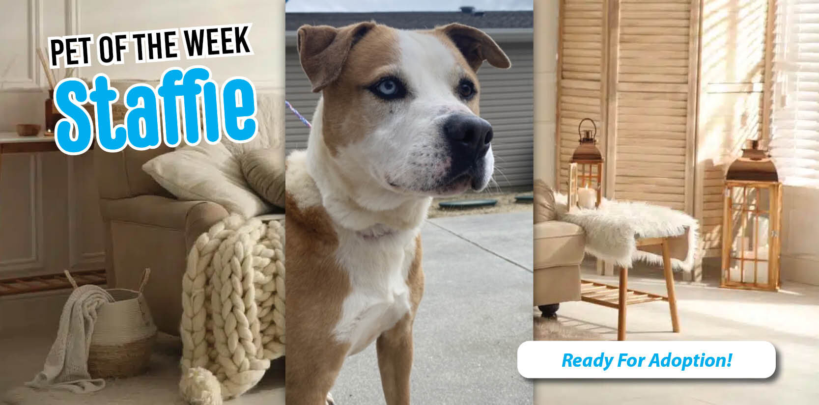 Pet Of The Week | News | Thesussexsurrydispatch.com