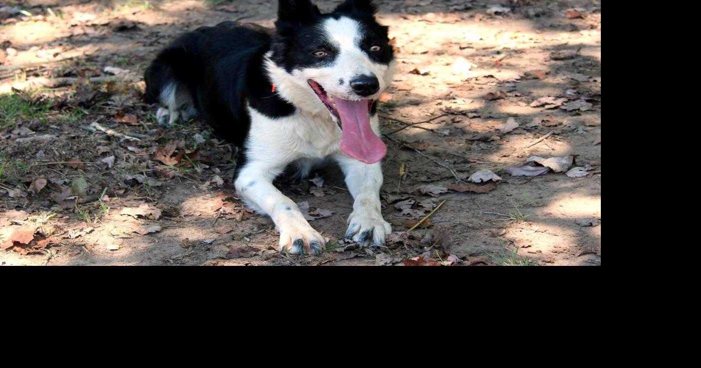 National Farm Dog of the Year nominations sought