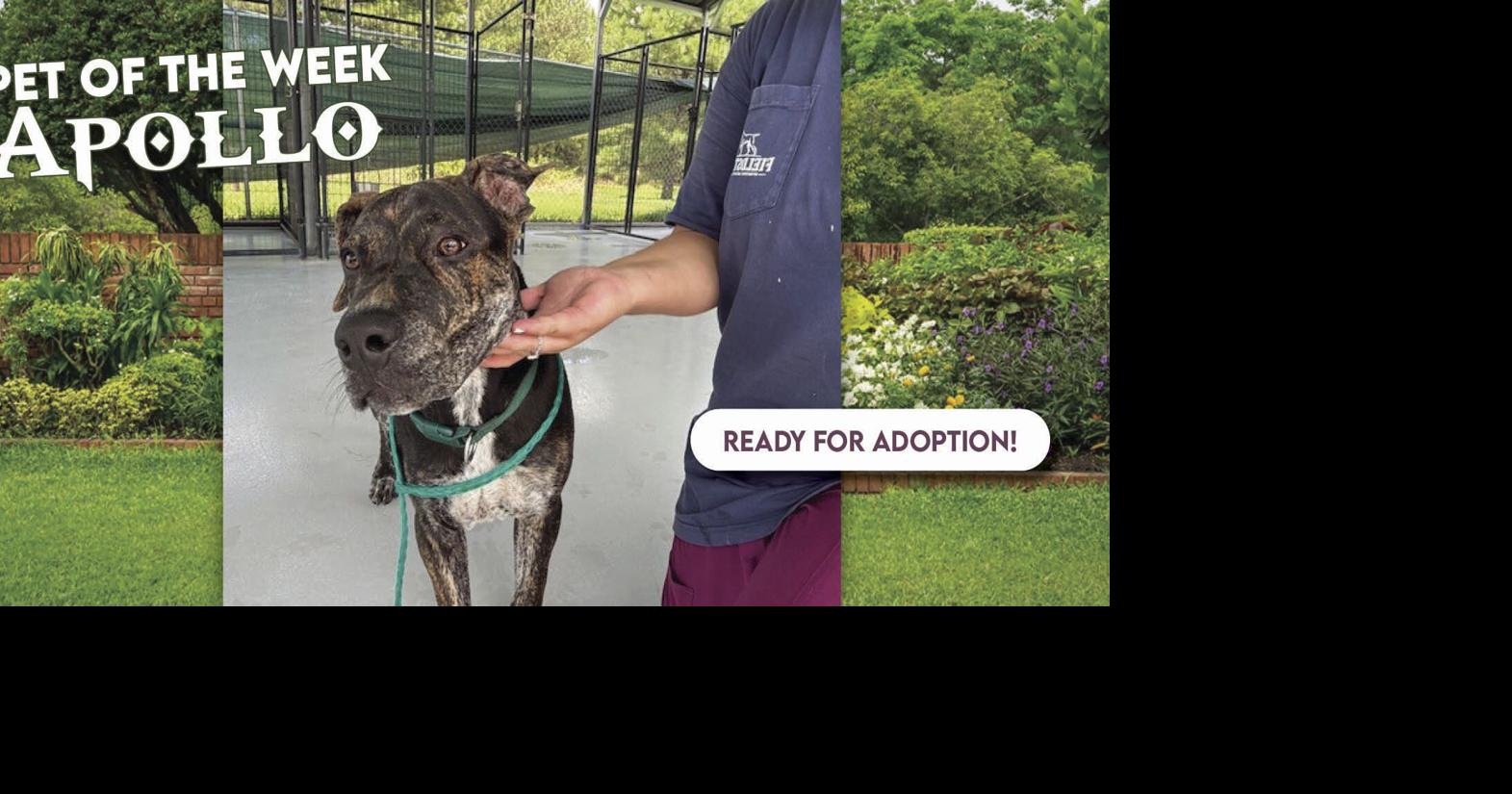 Apollo Pet of the Week | News | thesussexsurrydispatch.com