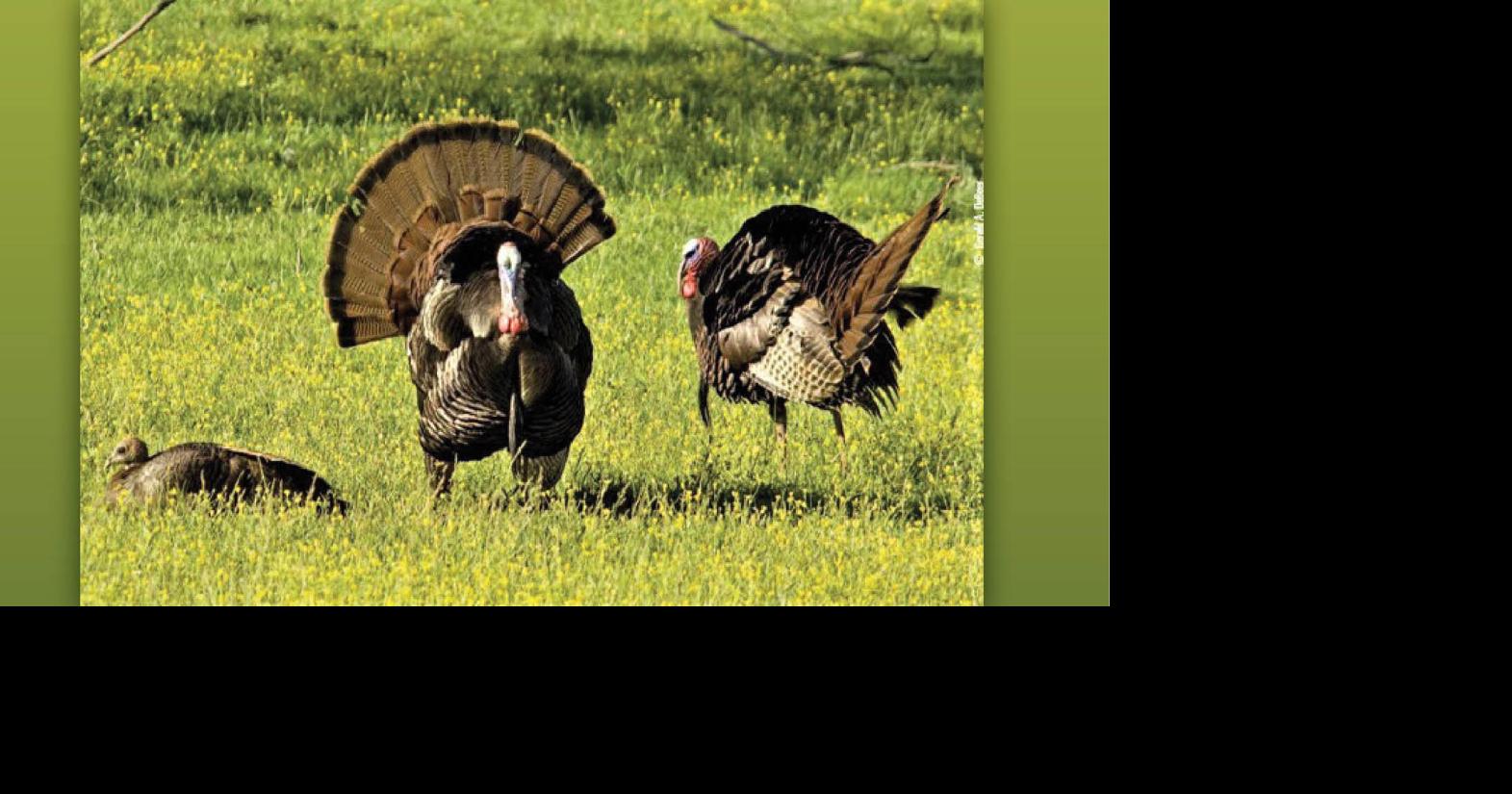 Significant changes in some VA hunting and trapping regulations News