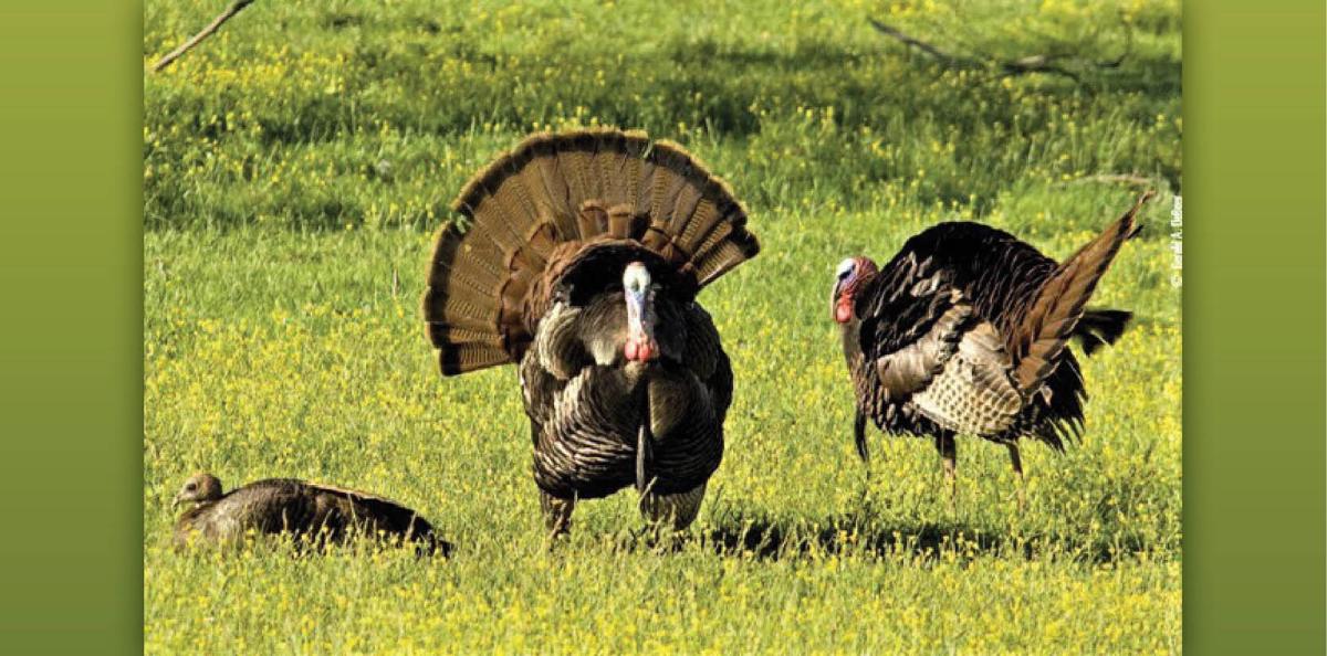 Significant Changes In Some VA Hunting And Trapping Regulations News significant-changes-in-some-va-hunting-and-trapping-regulations-news