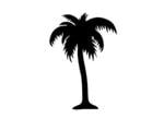 C & L Davis Palm Trees