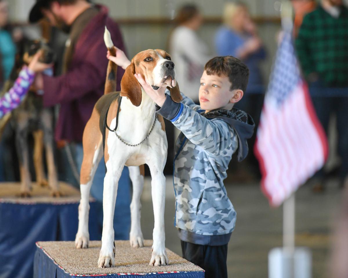 South Carolina coon dogs show soggy prowess in Grand American Friday
