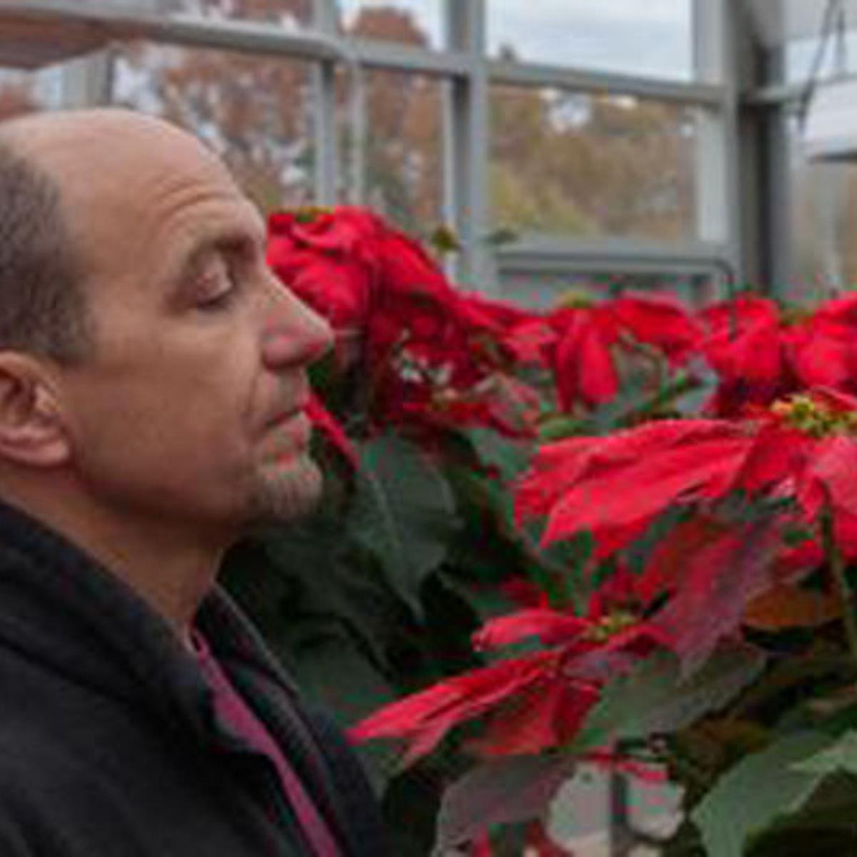 Choosing And Keeping Poinsettias Professor Shares Advice For
