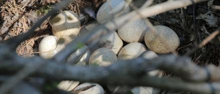 Wild turkey egg research may provide insight into declines - Vimarsana News