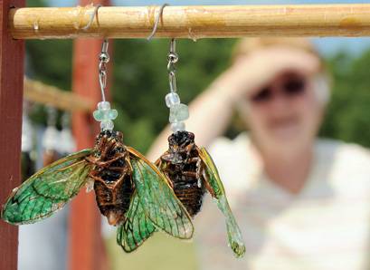 real luna moth earrings | Bug Under Glass