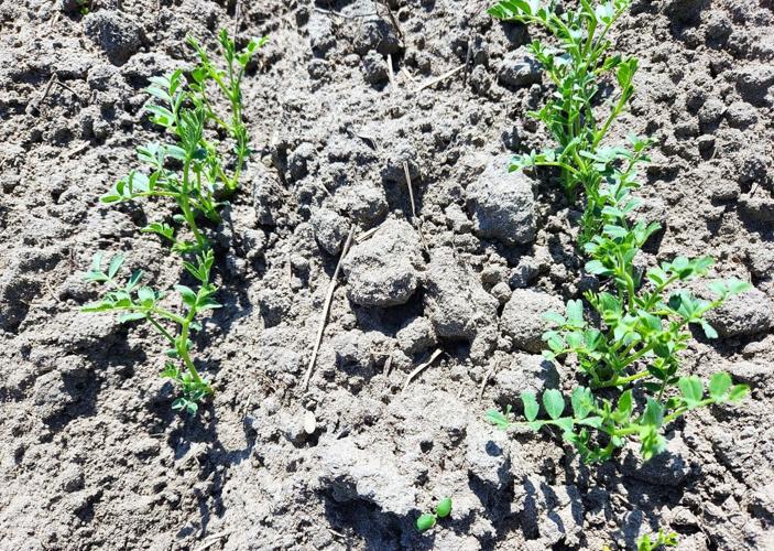 EREC Chickpeas