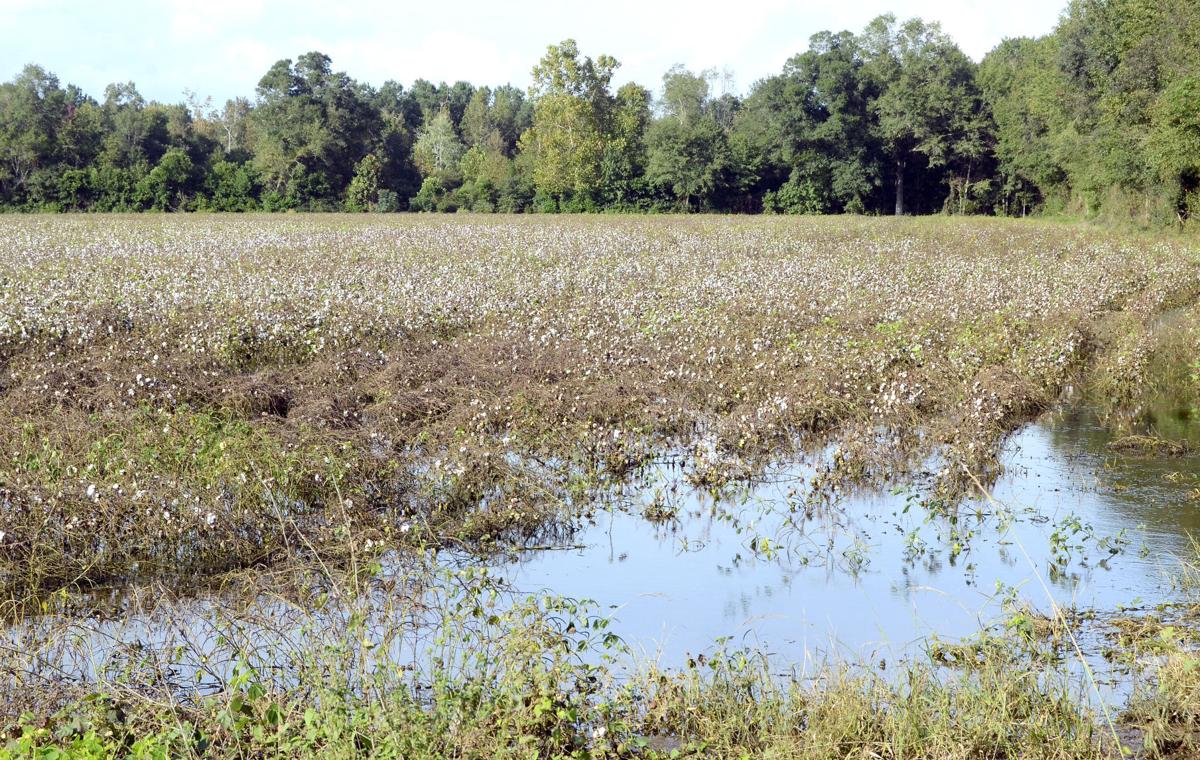 Drought plus heavy rain equals disaster News