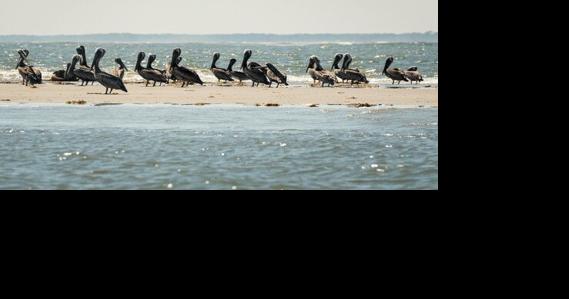 Seabird sanctuary affected by Idalia - Vimarsana News