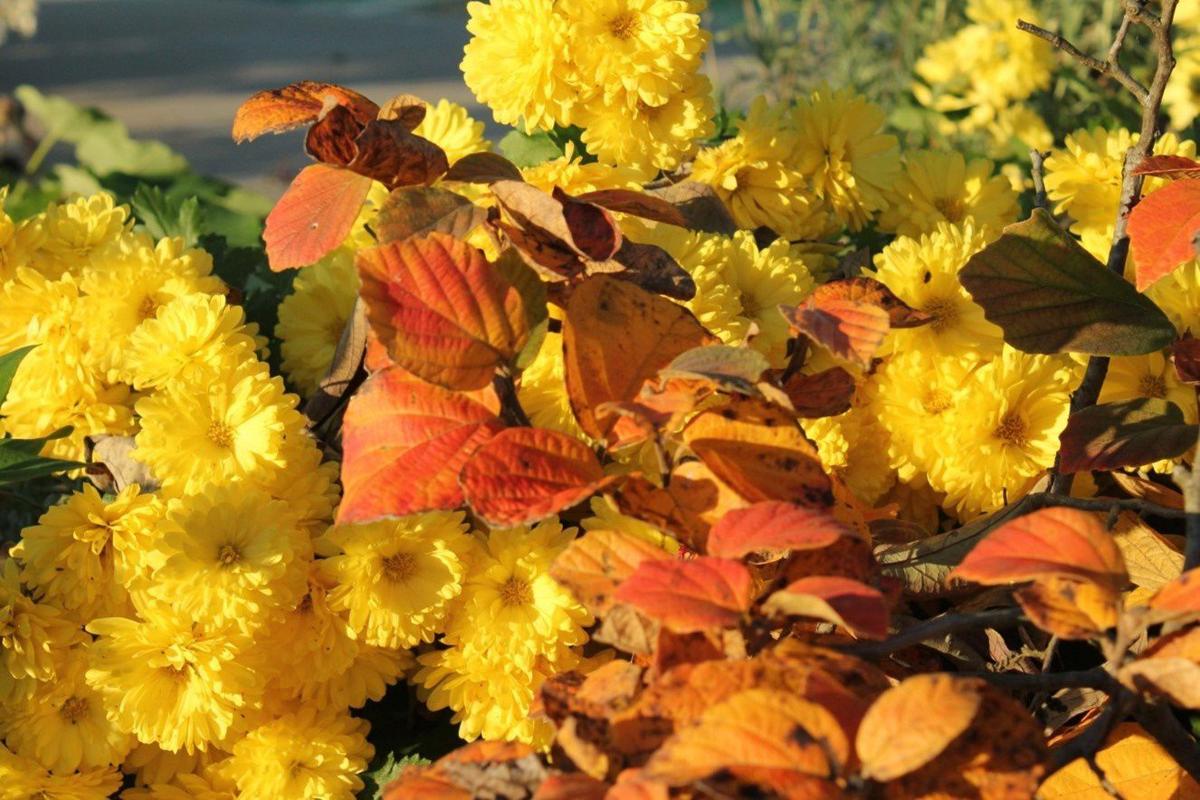 GARDEN COLUMN Best plants for fall color