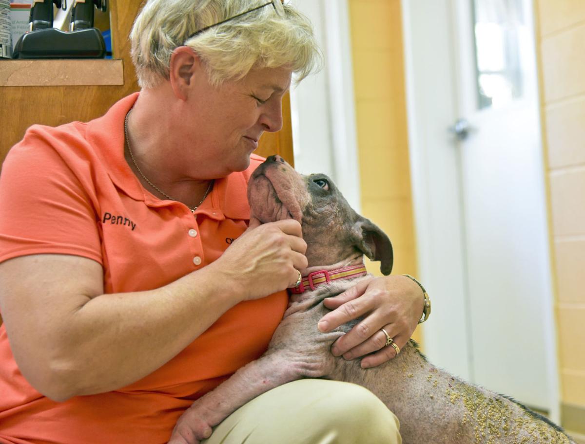 Sick Dog Learning To Trust People Local Thetandd Com