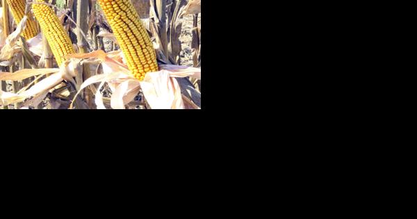 Orangeburg farmer wins 1st place for corn yields - Vimarsana News
