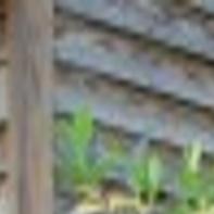 Taming An Overgrown Lot Digging In Thetandd Com