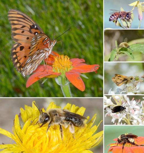 Pollinators