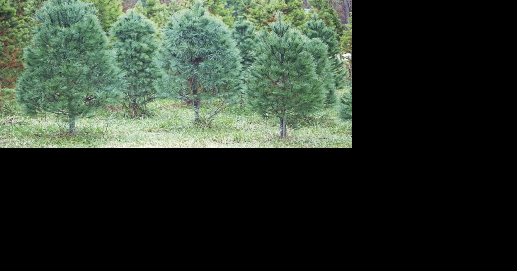 Clemson offers tips for keeping your Christmas tree healthy through the