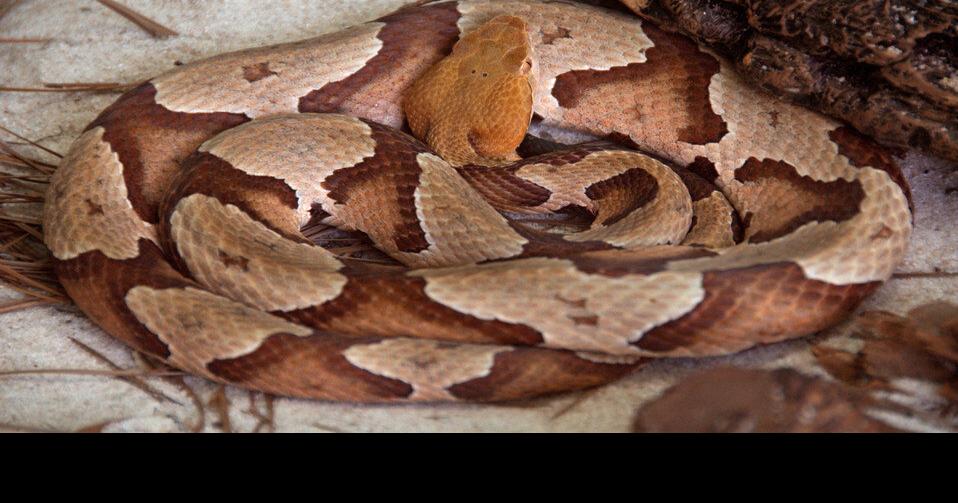 How to keep copperheads out of your yard