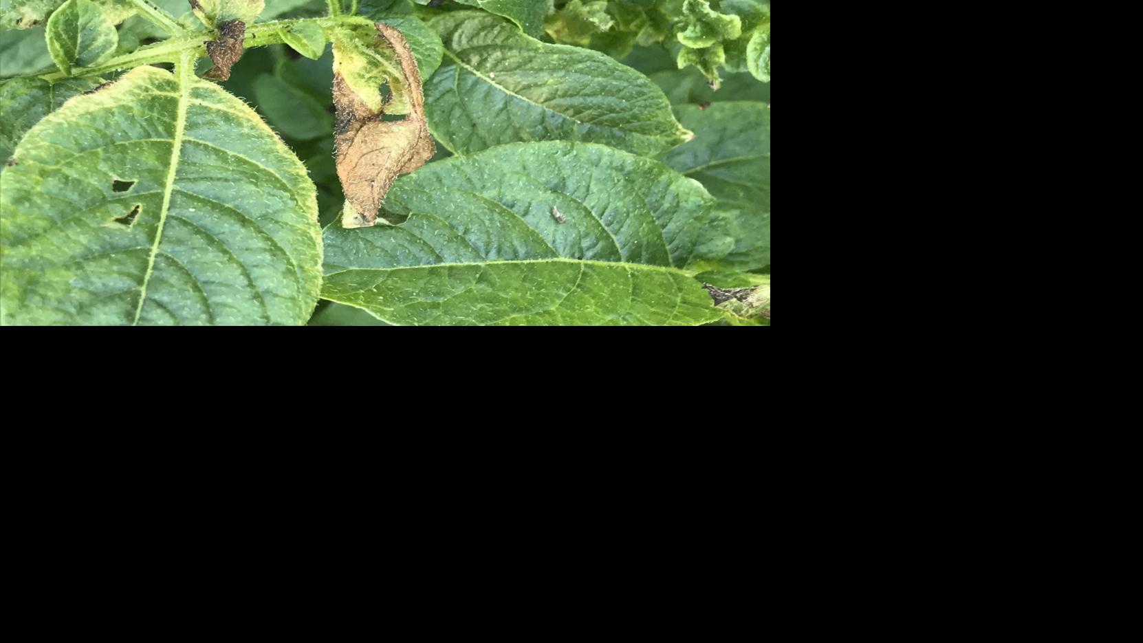 Backyard COLUMN: Late frost unwelcomed | House & Back garden