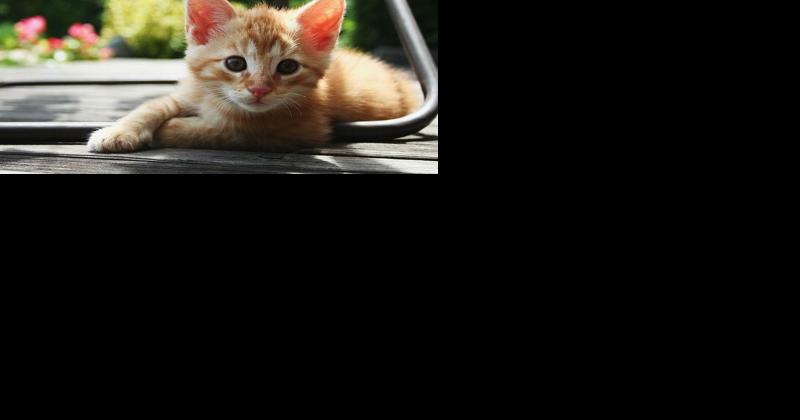 Rabid cat found in Bamberg County - Vimarsana News