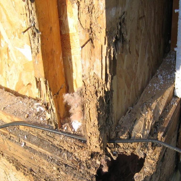 Termite Damage And Your Home Thetandd Com