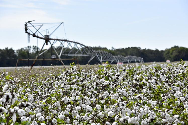 Cotton Harvest SUN A1