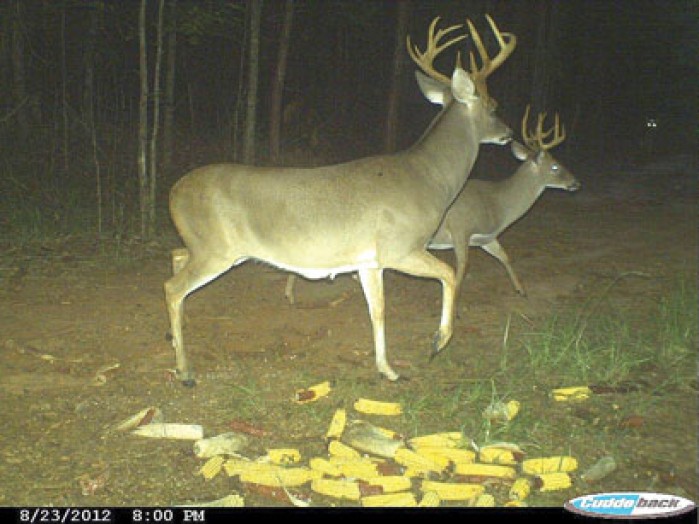 plotwatcher game camera