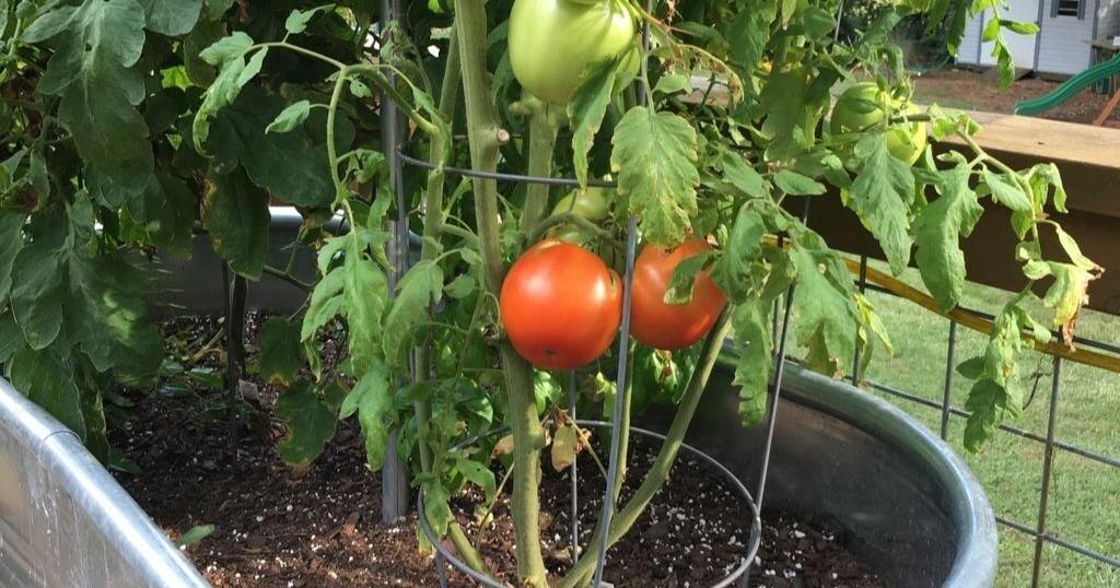 How to care for your garden during a heatwave | Home & Garden How to care for your garden during a heatwave | Home & Garden