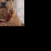 Orangeburg County Council: New pet rules advance - Vimarsana News