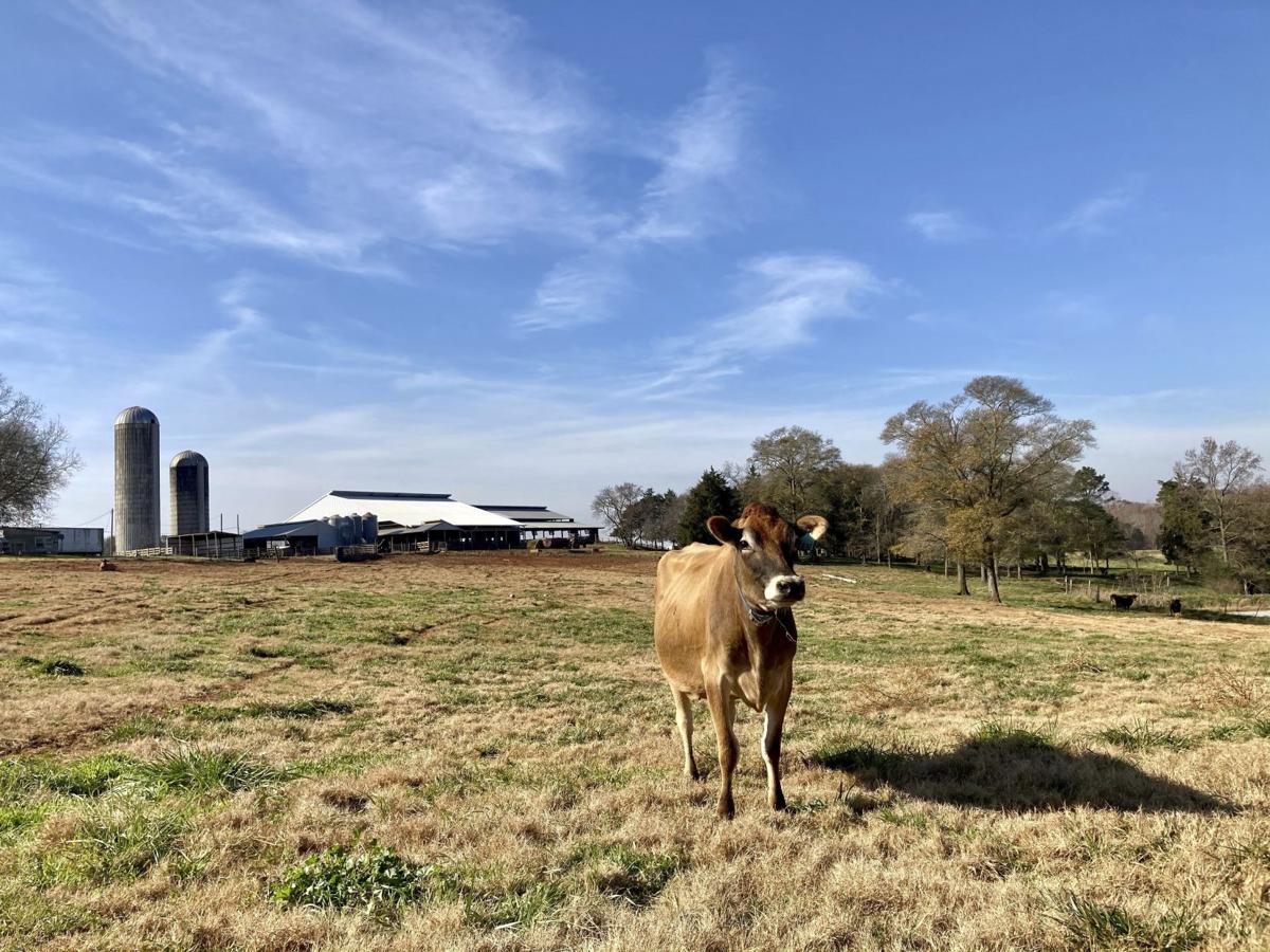 Exchange-Dairy Farm