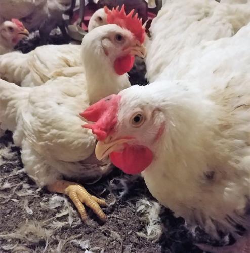 FARM EDITION Poultry Brubaker