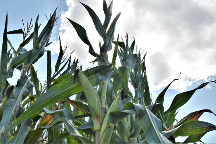 Orangeburg Corn