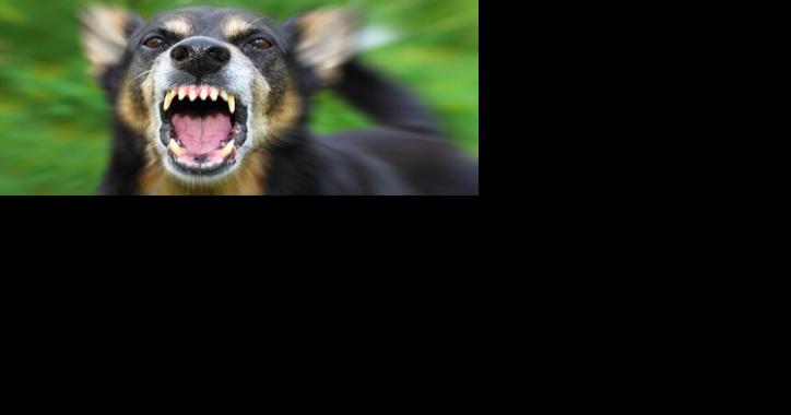 Rabid raccoon found in Calhoun County - Vimarsana News