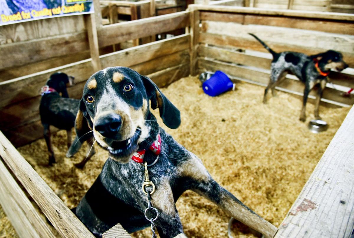 the coon hunters to Orangeburg