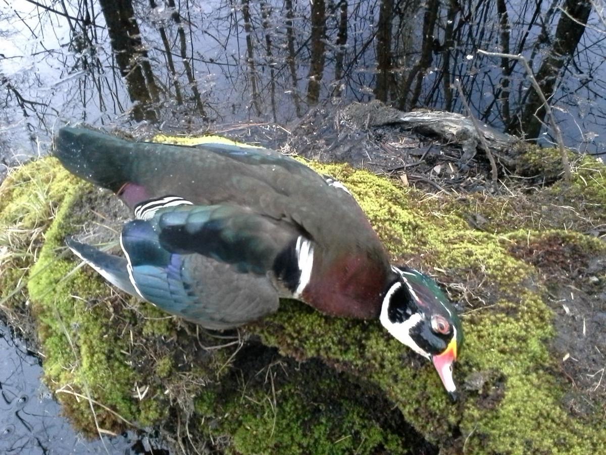 wood ducks cupped up
