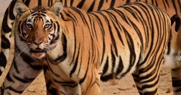 Preserving the roar: an interdisciplinary initiative - Vimarsana News