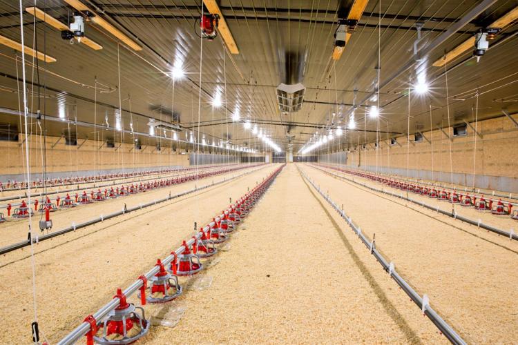 Brubaker Poultry