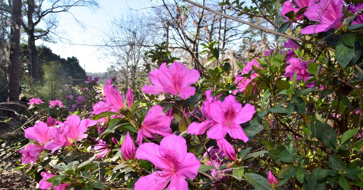 Azilee Azalea garden in full bloom