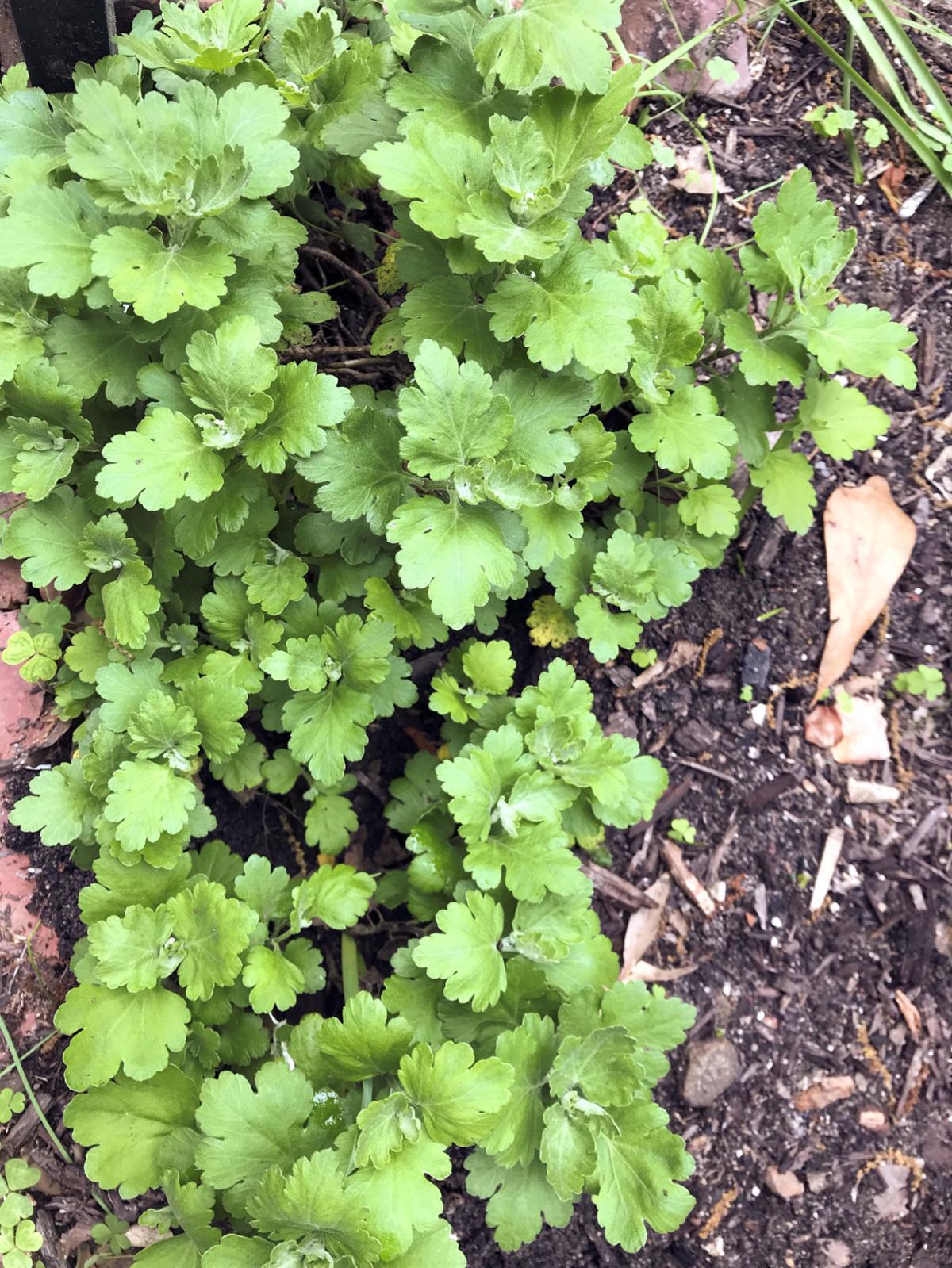 Last Chance For Moving Home Garden Thetandd Com