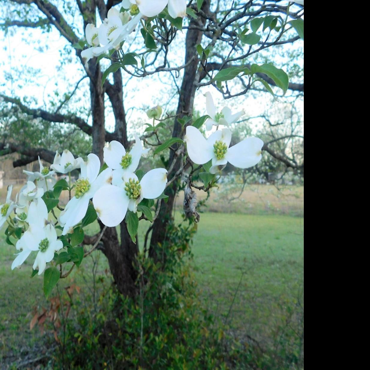 A Poem By Ron Baxley Dog Tired Dogwood Local Thetandd Com