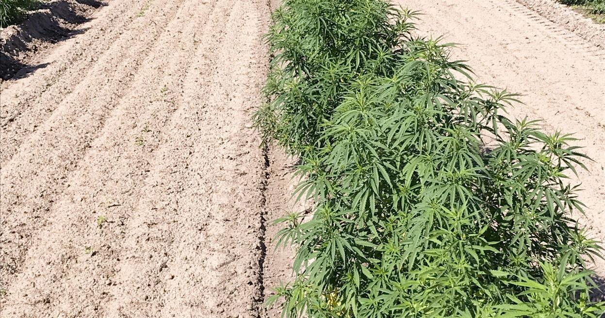 Man gets prison for defrauding farmers in hemp venture - Vimarsana News