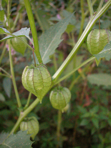 Mystery Plant 214