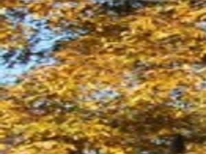 Fall Color From Nut Trees Digging In Thetandd Com