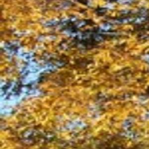 Fall Color From Nut Trees Digging In Thetandd Com