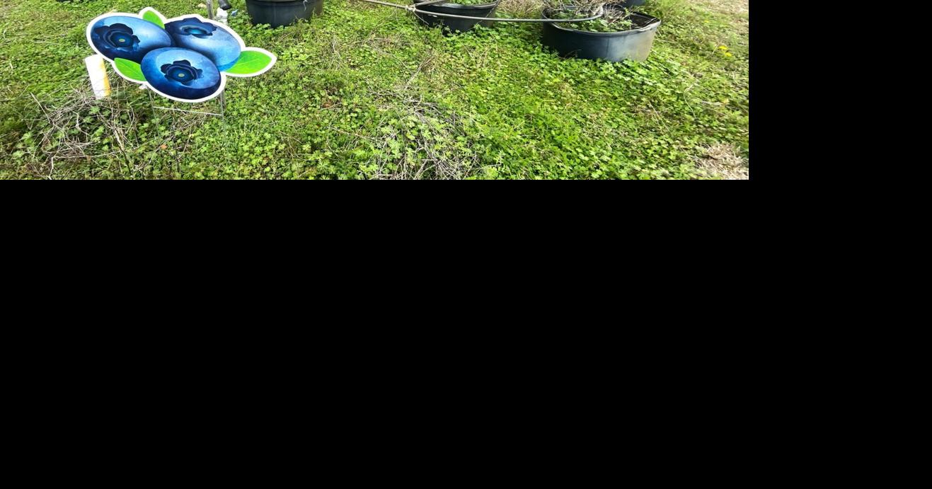 Ягоды — перспективный сектор агропрома в 2026 году